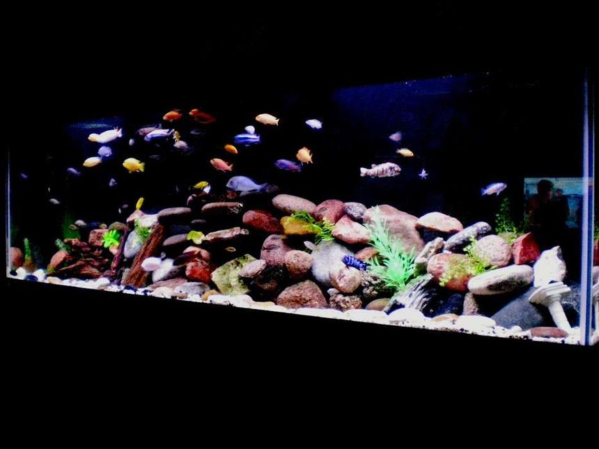 Rated #12: 125 Gallons Freshwater Fish Tank - All African Cichlids most from Lake Malawi

Decorations Include:
Various Rocks
Real and Fake Wood
Plastic Plants
