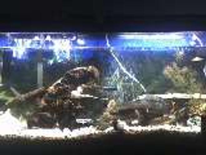 55 gallons freshwater fish tank (mostly fish and non-living decorations) - my 55 gal. cichlid community tank