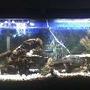 55 gallons freshwater fish tank (mostly fish and non-living decorations) - my 55 gal. cichlid community tank
