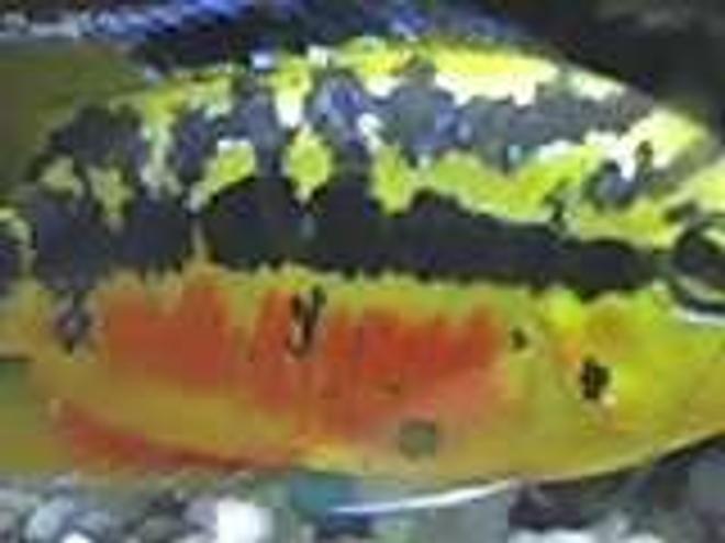 freshwater fish - nandopsis salvini - salvini cichlid stocking in 55 gallons tank - female salvini in heat isnt she B E A utiful