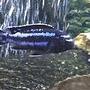 freshwater fish - melanochromis johannii - johanni cichlid stocking in 55 gallons tank - electric blue johanni 4 in.