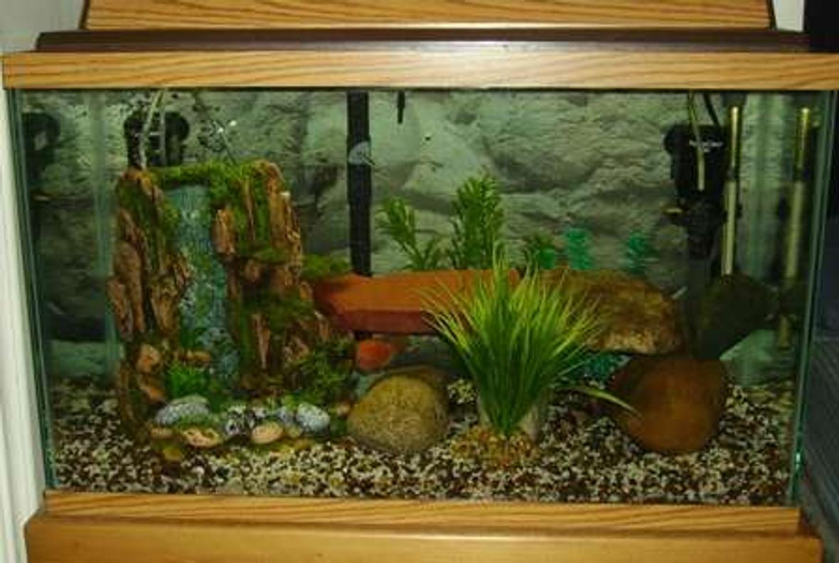 30 gallons freshwater fish tank (mostly fish and non-living decorations) - 30 gal for 10 bone brand new....lol
