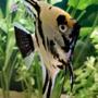 freshwater fish - pterophyllum sp. - koi angel stocking in 40 gallons tank - My angel fish. I have had him for 3 years.