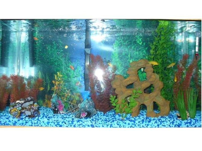 Rated #508: 29 Gallons Freshwater Fish Tank - 29 gal; 4 cichlids 1 red tail shark