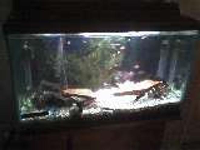 55 gallons freshwater fish tank (mostly fish and non-living decorations) - my other tank. its a 30 gallon community tank