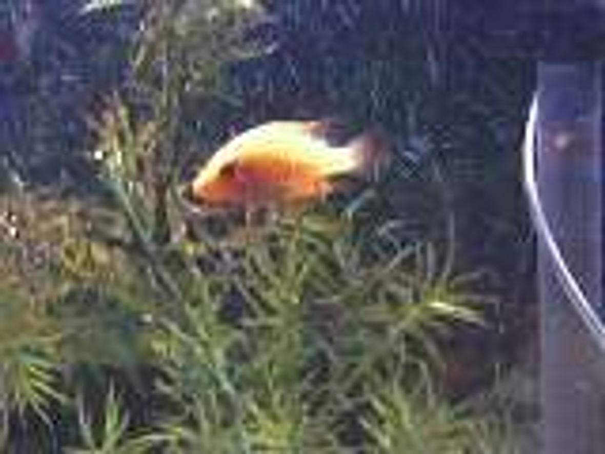 freshwater fish - amphilophus labiatus - red devil stocking in 55 gallons tank - juvenile red devil ive had for two weeks.