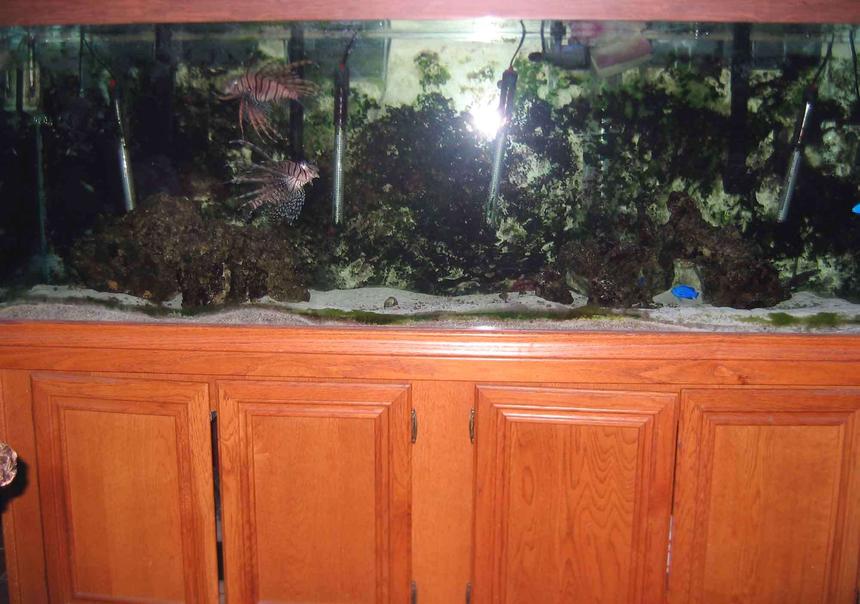 Rated #68: 180 Gallons Saltwater Fish Tank - 180 GALLON