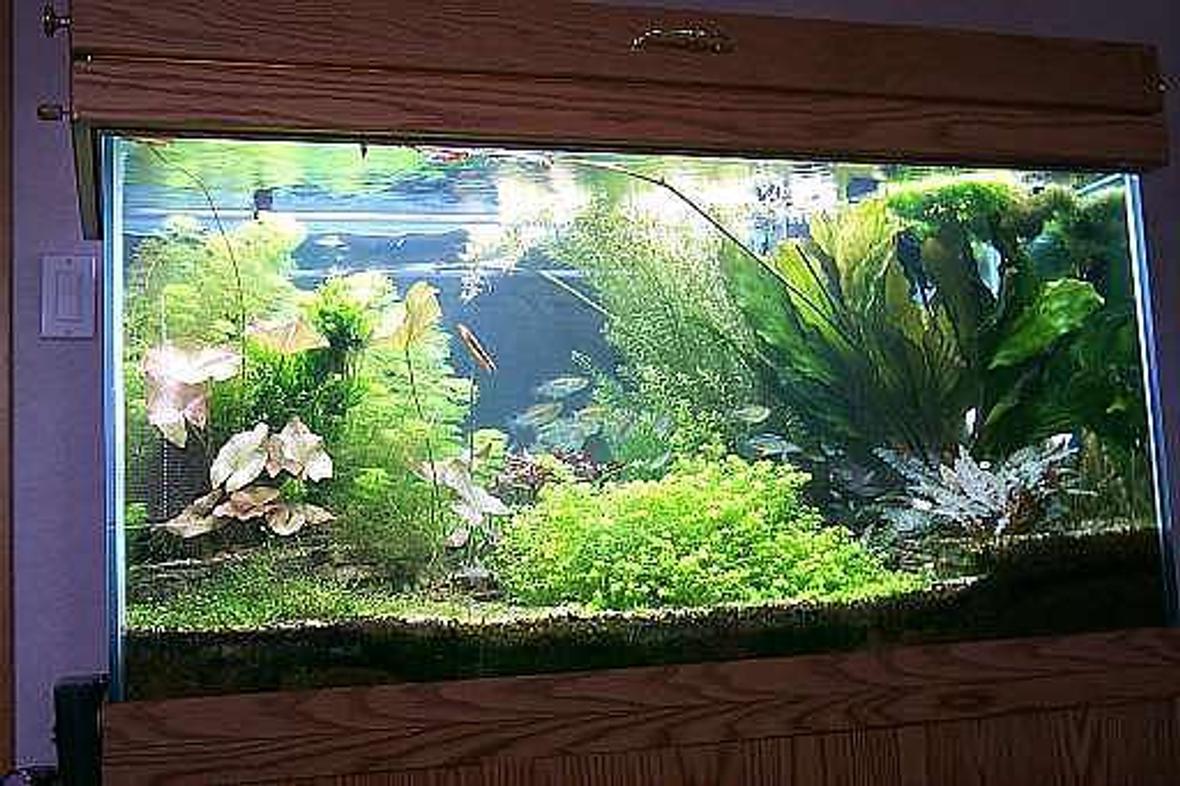 29 gallons planted tank (mostly live plants and fish) - My first Tank