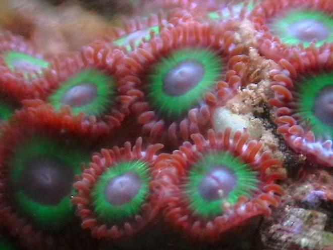corals inverts - zoanthus sp. stocking in 25 gallons tank - Green zoos