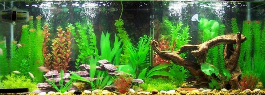 Rated #104: 55 Gallons Freshwater Fish Tank - My Birthday Present: A mostly Tetras Community Tank.  Artificial Plants and Resin Driftwood and Rocks.