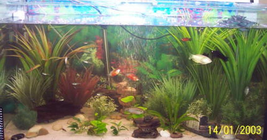 Rated #305: 45 Gallons Freshwater Fish Tank - 160L Community Tank (Date on the pic os wrong)
