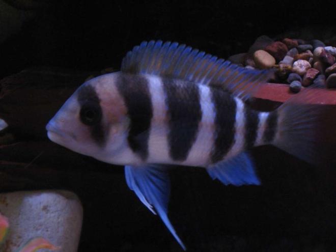 freshwater fish - cyphotilapia frontosa - frontosa cichlid stocking in 55 gallons tank - Burundi Frontosa