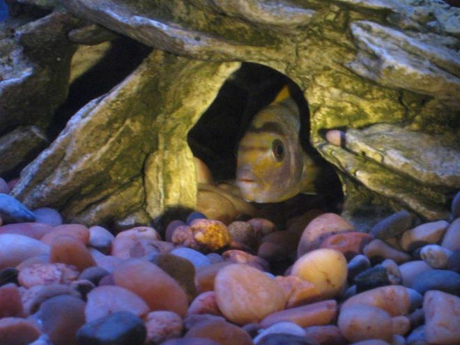 freshwater fish - labidochromis sp. - hongi stocking in 55 gallons tank - Labidochromis "Hongi"