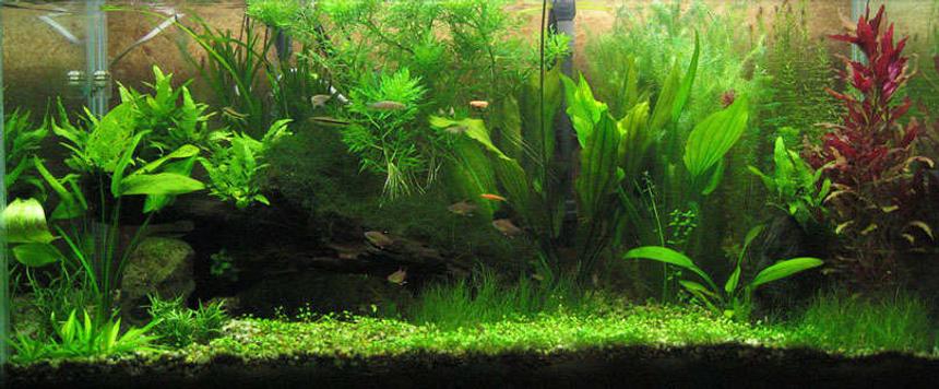 Rated #25: 40 Gallons Planted Tank - bleh
