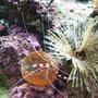 corals inverts - sabellastarte magnifica - magnificent feather duster stocking in 72 gallons tank - I caught my CBS walking across the watermelon mushroom and onto the feather duster.