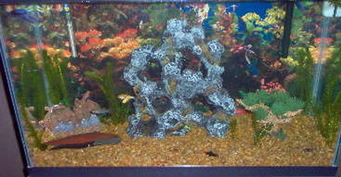 30 gallons freshwater fish tank (mostly fish and non-living decorations) - 30 gallon