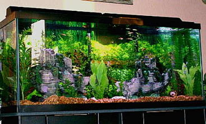 55 gallons freshwater fish tank (mostly fish and non-living decorations) - New tank after move to Alaska