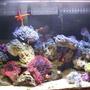 100 gallons reef tank (mostly live coral and fish) - customer tank