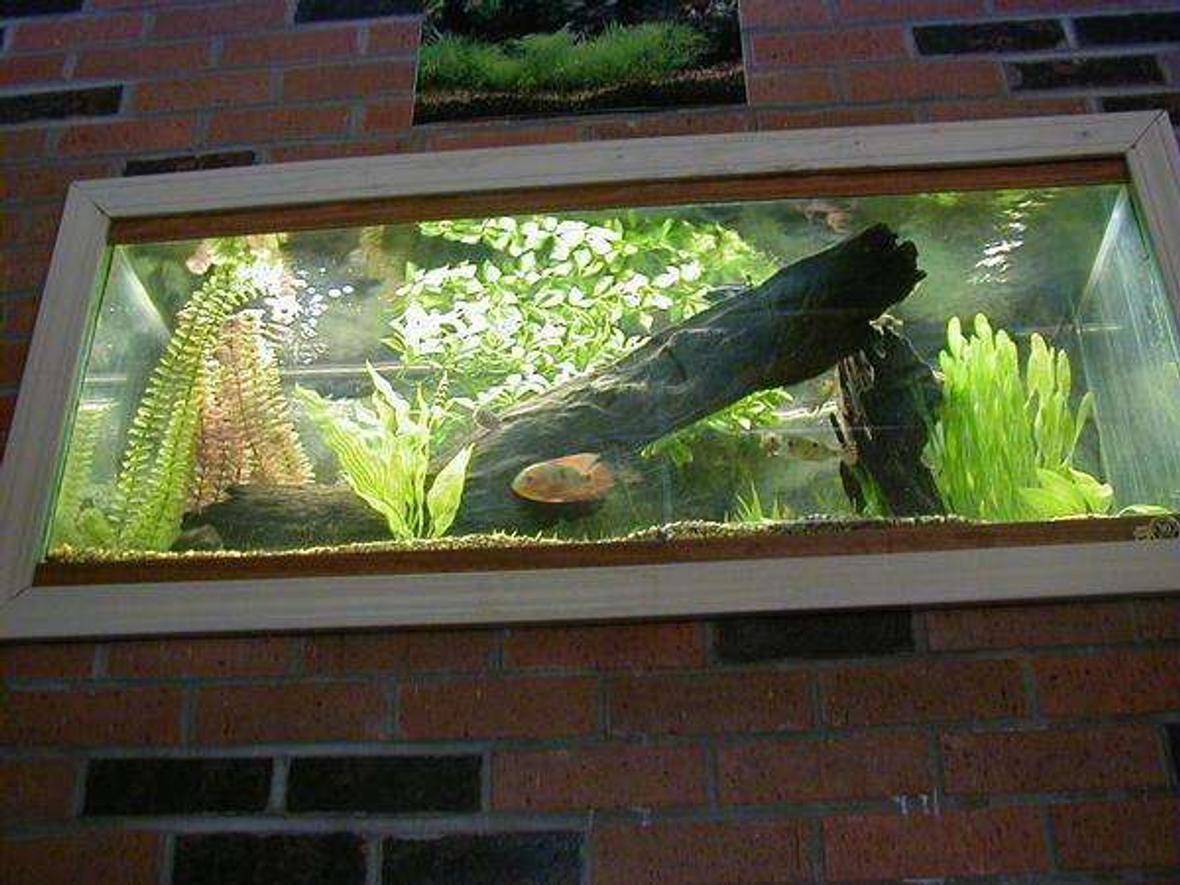 29 gallons freshwater fish tank (mostly fish and non-living decorations) - WELL THIS IS MY NEW TANK BEFORE I HAD A 10 GALLON SRRY I COULDENT GET THE FISH THEY ARE MOSTLY HIDING AND ARE SLEEPING I PUT ALOT OF HARD WORK INTO THIS TO PUT IT UP ON THE WALL AND MY PARENTS DIDENT HELP ME I DID IT ALL ON MY OWN hehe srry i like to be proud of my aclomplishments man i cant spell HOPE YOU LIKE IT