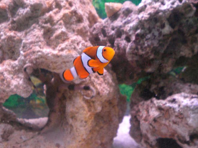 saltwater fish - amphiprion percula - true percula clownfish stocking in 29 gallons tank - My Percula :)