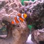 saltwater fish - amphiprion percula - true percula clownfish stocking in 29 gallons tank - My Percula :)