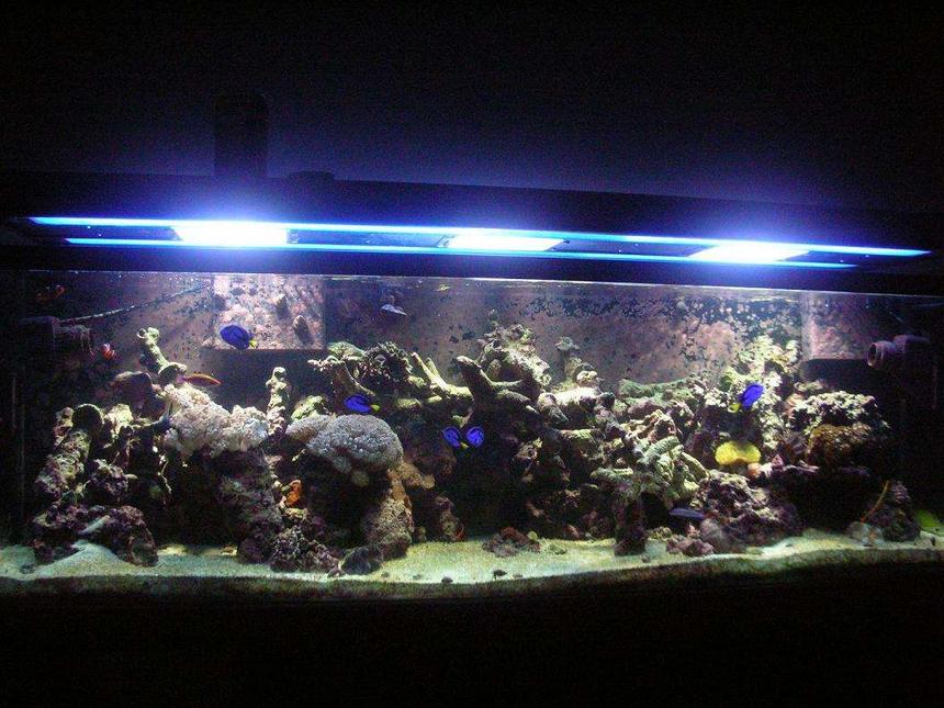 Rated #132: 125 Gallons Reef Tank - 1 year....
