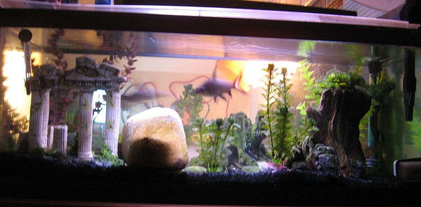 Rated #223: 40 Gallons Freshwater Fish Tank - This is my friends other 25 gal tank thats been around fer a year and a half or more. it currently lodges 2 huge bala sharks, 4 tiger barbs, 2 zebra dianos, and 2 bottom feeders one a catfish (dun know the name) and another one im not sure of the name.