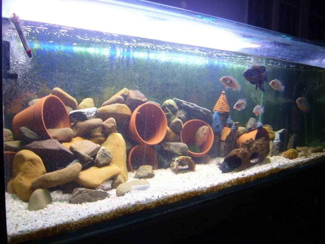 179 gallons freshwater fish tank (mostly fish and non-living decorations) - 6ft x 2ft x 2ft... 2 x 4ft Fluro Blue Lights... 2 x Aquaclear 500's... 2 x Powerheads... 1 Eheim 2229 Wet/Dry... 2 x 300w heat... Assorted air pumps.... River rocks, pots, gravel,etc etc... 679 liters