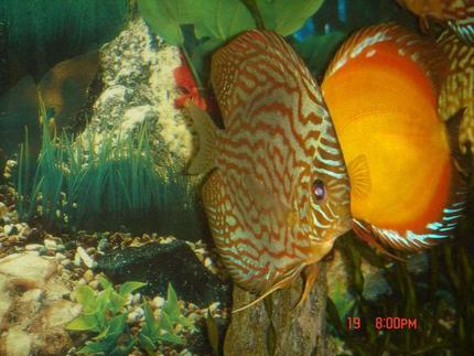 freshwater fish - symphysodon spp. - pigeon blood discus stocking in 50 gallons tank - leopard discus