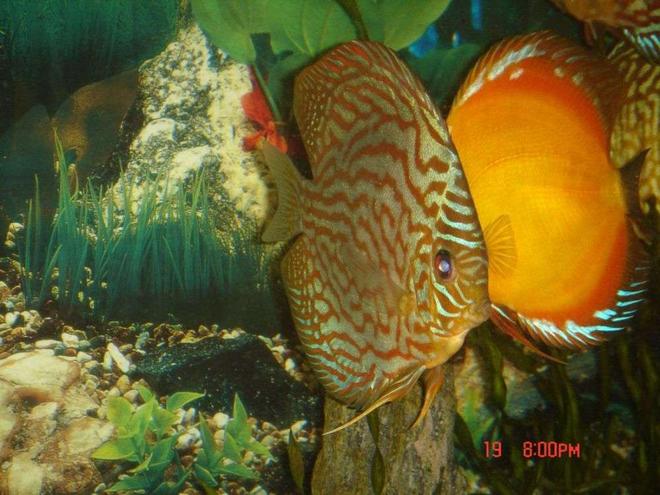 freshwater fish - symphysodon spp. - pigeon blood discus stocking in 50 gallons tank - leopard discus