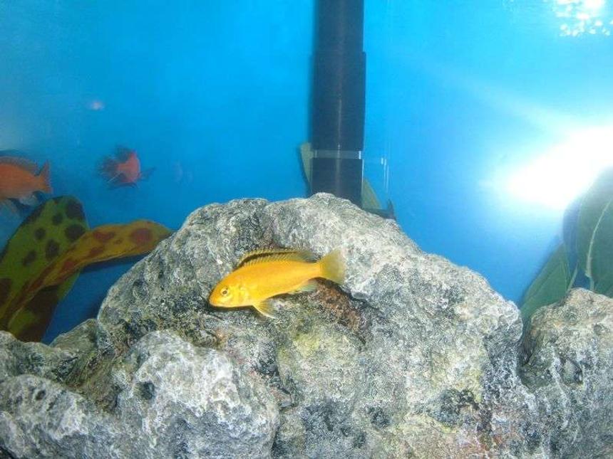 Rated #2132: Freshwater Fish - Labidochromis Caeruleus - Electric Yellow Cichlid Stocking In 55 Gallons Tank - Ron's african cichlids