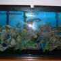 55 gallons freshwater fish tank (mostly fish and non-living decorations) - Whole tank view