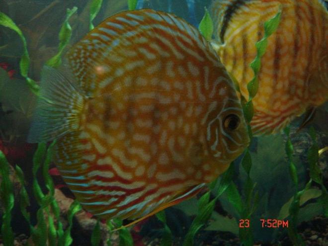 freshwater fish - symphysodon spp. - pigeon blood discus stocking in 50 gallons tank - this is a 16 month old discus,she is very skittish