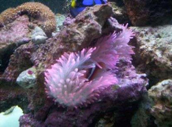 corals inverts - entacmaea quadricolor - rose bulb anemone stocking in 100 gallons tank - rose anemone with tomato clownfish
