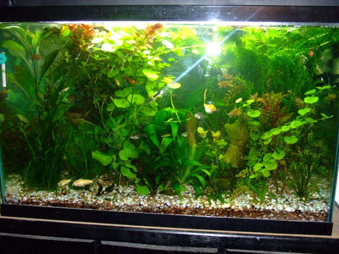 29 gallons planted tank (mostly live plants and fish) - 29 Gallon.. 55w CFLs.. DIY CO2.. Flourite