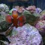 saltwater fish - premnas biaculeatus - maroon clownfish stocking in 29 gallons tank - Female White Stripe maroonclown