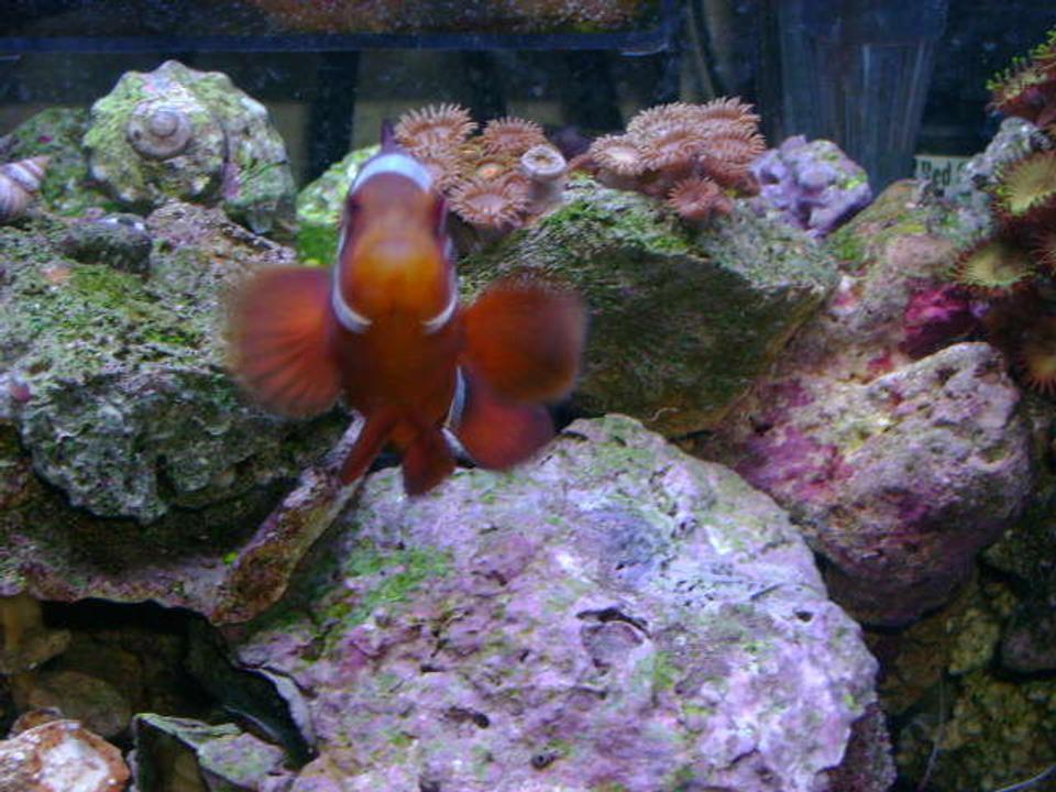 saltwater fish - premnas biaculeatus - maroon clownfish stocking in 29 gallons tank - Female White Stripe maroonclown