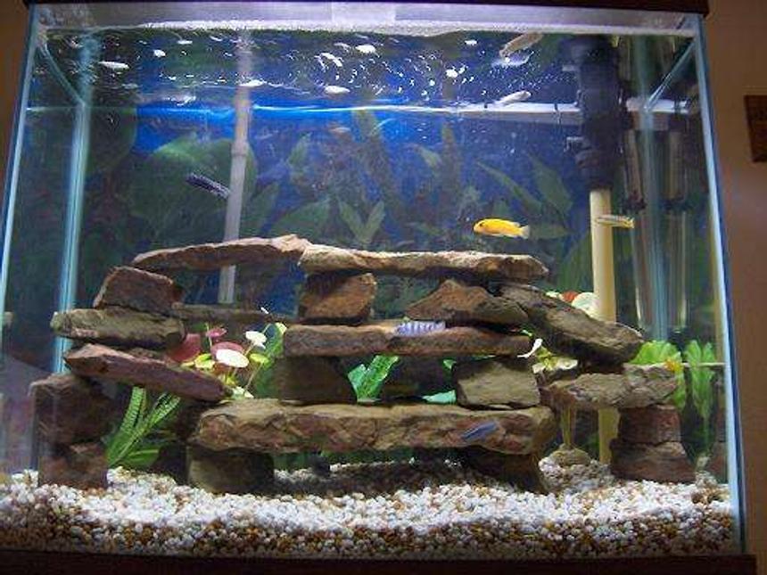 Rated #161: 45 Gallons Freshwater Fish Tank - 10 african cichlids, 2 plec, 2 striped raphael catfish