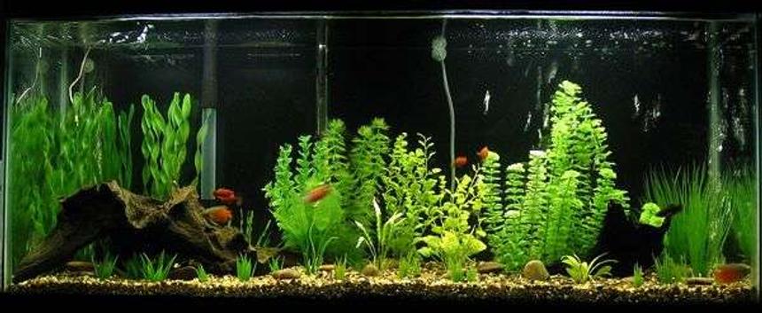 Rated #86: 55 Gallons Freshwater Fish Tank - My tank