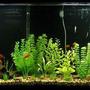 55 gallons freshwater fish tank (mostly fish and non-living decorations) - My tank