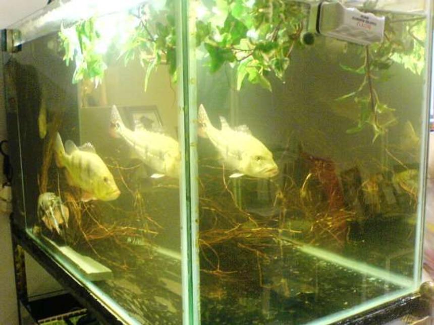 Rated #236: 67 Gallons Planted Tank - peacock bass feature tank in a moderate decor with some plant foilage and minature design concept into a unspoilt river deep inside the amazon waters