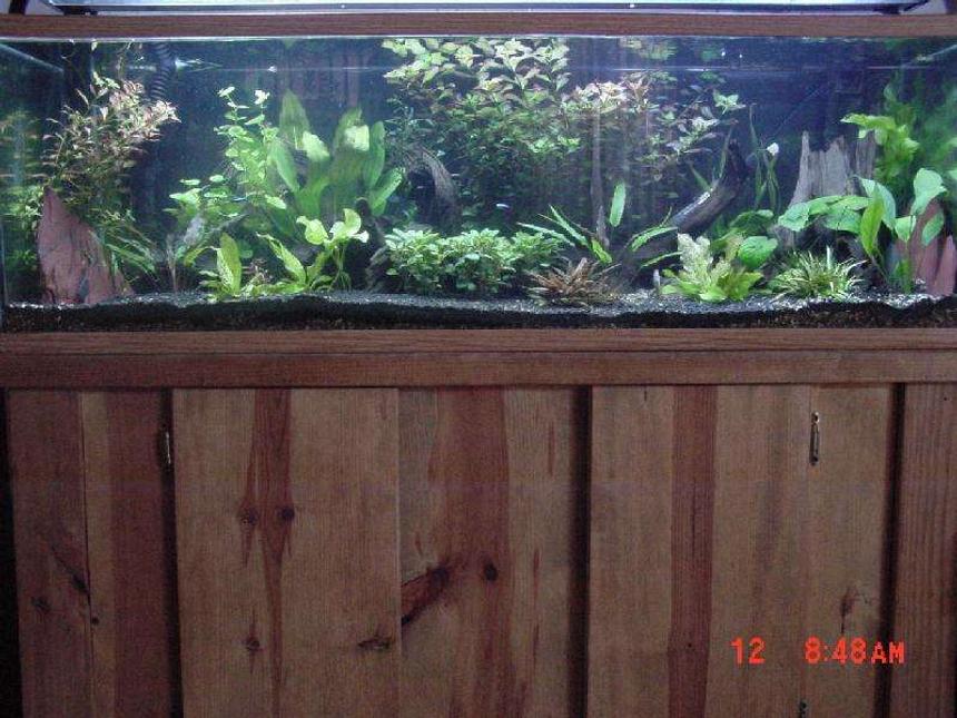 Rated #1460: 60 Gallons Planted Tank - 60 gal planted tank