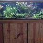 60 gallons planted tank (mostly live plants and fish) - 60 gal planted tank