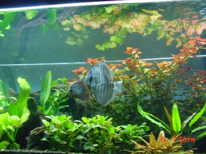 freshwater fish - symphysodon sp. - royal blue discus stocking in 60 gallons tank - my discus in the morning