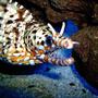 saltwater fish - muraena pardalis - dragon moray eel stocking in 29 gallons tank - Hawaiian Dragon Moray