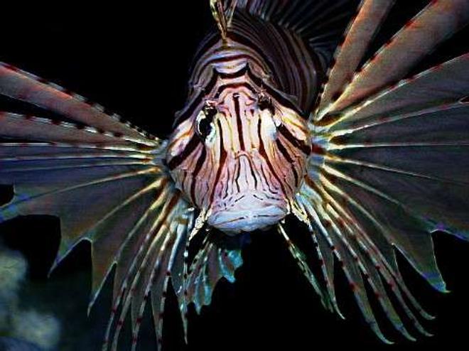 saltwater fish - pterois volitans - volitan lionfish stocking in 29 gallons tank - Volitans Lionfish