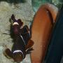 saltwater fish - premnas biaculeatus - maroon clownfish stocking in 29 gallons tank - Mated white stripe maroon clowns