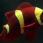 saltwater fish - premnas biaculeatus - yellowstripe maroon clownfish stocking in 29 gallons tank - Yellow stripe maroon