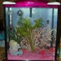 5 gallons freshwater fish tank (mostly fish and non-living decorations) - My cute little pink mermaid tank