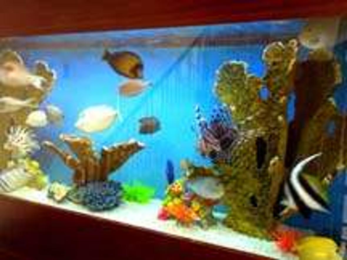 250 gallons saltwater fish tank (mostly fish, little/no live coral) - Consists mostly of tangs & a pair of lionfish.